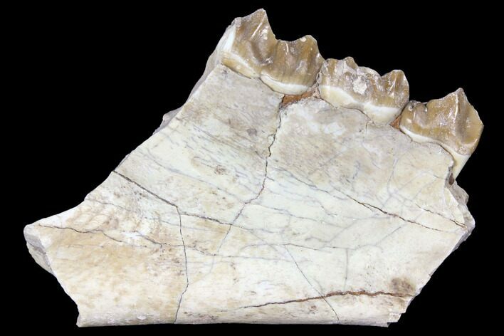Oreodont (Merycoidodon) Jaw Section - South Dakota #128111